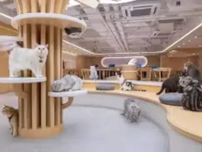寵物Call車包車